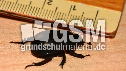 Waldmistkäfer (9).jpg